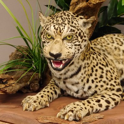 Jaguar Pr&auml;parat liegend auf Deko Podest Ganzpr&auml;parat mit Genehmigung zum Verkauf