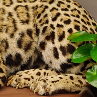 Jaguar Pr&auml;parat liegend auf Deko Podest Ganzpr&auml;parat mit Genehmigung zum Verkauf