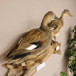 Schnatterentenpaar Präparat Enten Paar Vogel präpariert taxidermy Tierpräparat mit Genehmigung zur Vermarktung