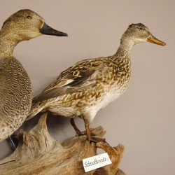 Schnatterentenpaar Präparat Enten Paar Vogel präpariert taxidermy Tierpräparat mit Genehmigung zur Vermarktung