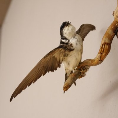 Mehlschwalbe Singvogel Vogel Pr&auml;parat pr&auml;pariert taxidermy Tierpr&auml;parat mit Genehmigung zur Vermarktung