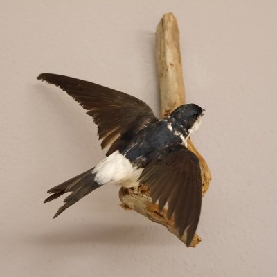 Mehrschwalbe Singvogel Vogel Pr&auml;parat pr&auml;pariert taxidermy Tierpr&auml;parat mit Genehmigung zur Vermarktung