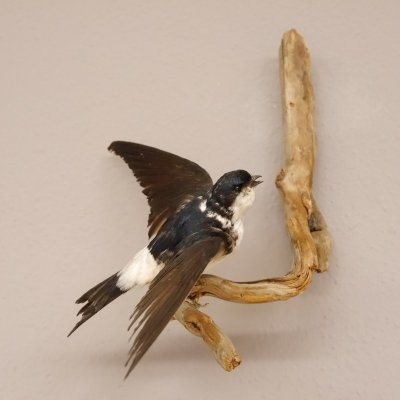 Mehrschwalbe Singvogel Vogel Pr&auml;parat pr&auml;pariert taxidermy Tierpr&auml;parat mit Genehmigung zur Vermarktung