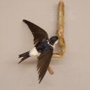 Mehlschwalbe Singvogel Vogel Pr&auml;parat pr&auml;pariert taxidermy Tierpr&auml;parat mit Genehmigung zur Vermarktung