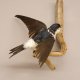 Mehlschwalbe Singvogel Vogel Präparat präpariert taxidermy Tierpräparat mit Genehmigung zur Vermarktung