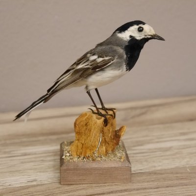 Bachstelze Pr&auml;parat Singvogel H&ouml;he 14 cm Tierpr&auml;parat mit Genehmigung zur Verkauf