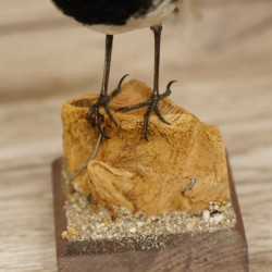 Bachstelze Präparat Singvogel Höhe 14 cm Tierpräparat mit Genehmigung zur Verkauf
