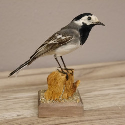 Bachstelze Präparat Singvogel Höhe 14 cm Tierpräparat mit Genehmigung zur Verkauf