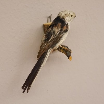 Schwanzmeise Singvogel Vogel Pr&auml;parat Tierpr&auml;parat mit Genehmigung zur Vermarktung