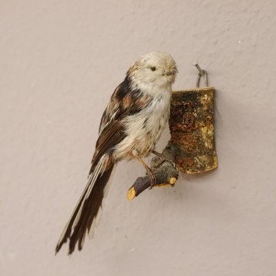 Schwanzmeise Singvogel Vogel Pr&auml;parat Tierpr&auml;parat mit Genehmigung zur Vermarktung
