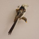 Schwanzmeise Singvogel Vogel Präparat Tierpräparat mit Genehmigung zur Vermarktung