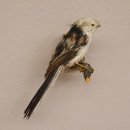 Schwanzmeise Singvogel Vogel Präparat Tierpräparat mit Genehmigung zur Vermarktung