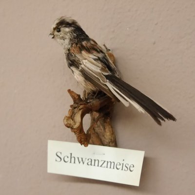 Schwanzmeise Pr&auml;parat H&ouml;he 14cm Singvogel Vogel Tierpr&auml;parat mit Genehmigung zur Vermarktung
