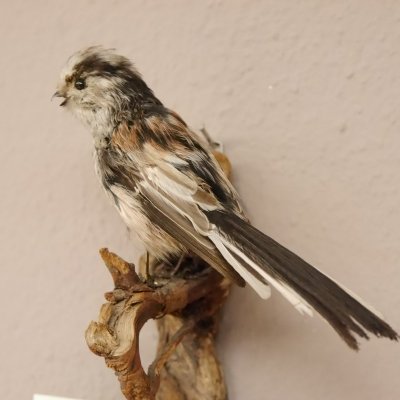 Schwanzmeise Pr&auml;parat H&ouml;he 14cm Singvogel Vogel Tierpr&auml;parat mit Genehmigung zur Vermarktung