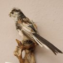 Schwanzmeise Präparat Höhe 14cm Singvogel Vogel Tierpräparat mit Genehmigung zur Vermarktung