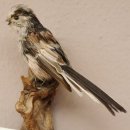 Schwanzmeise Präparat Höhe 14cm Singvogel Vogel Tierpräparat mit Genehmigung zur Vermarktung