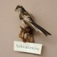 Schwanzmeise Präparat Höhe 14cm Singvogel Vogel Tierpräparat mit Genehmigung zur Vermarktung