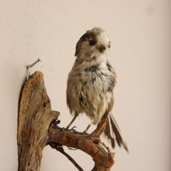 Schwanzmeise Präparat Höhe 14cm Singvogel Vogel Tierpräparat mit Genehmigung zur Vermarktung