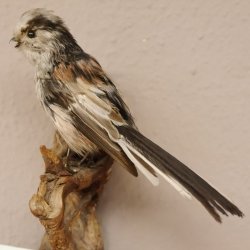 Schwanzmeise Präparat Höhe 14cm Singvogel Vogel Tierpräparat mit Genehmigung zur Vermarktung