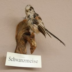 Schwanzmeise Präparat Höhe 14cm Singvogel Vogel Tierpräparat mit Genehmigung zur Vermarktung