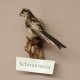 Schwanzmeise Präparat Höhe 14cm Singvogel Vogel Tierpräparat mit Genehmigung zur Vermarktung
