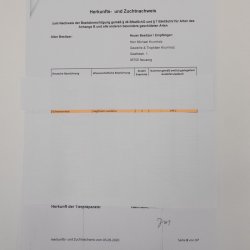 Schwanzmeise Präparat Höhe 14cm Singvogel Vogel Tierpräparat mit Genehmigung zur Vermarktung