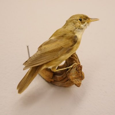 Fitis Präparat Höhe 9cm Singvogel Vogel Tierpräparat mit Genehmigung zur Vermarktung