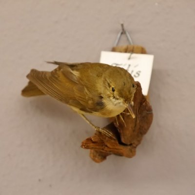 Fitis Pr&auml;parat H&ouml;he 9cm Singvogel Vogel Tierpr&auml;parat mit Genehmigung zur Vermarktung