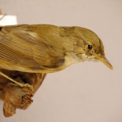 Fitis Pr&auml;parat H&ouml;he 9cm Singvogel Vogel Tierpr&auml;parat mit Genehmigung zur Vermarktung