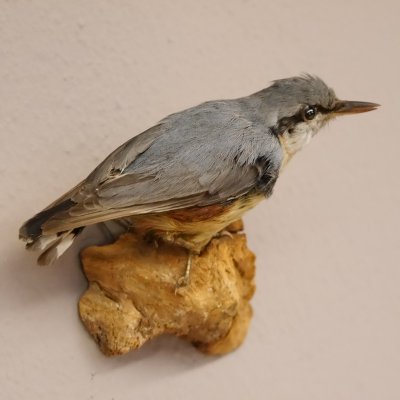 Kleiber Pr&auml;parat H&ouml;he 11cm Singvogel Vogel Tierpr&auml;parat mit Genehmigung zur Vermarktung