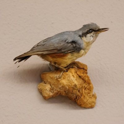 Kleiber Pr&auml;parat H&ouml;he 11cm Singvogel Vogel Tierpr&auml;parat mit Genehmigung zur Vermarktung