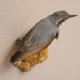 Kleiber Präparat Höhe 11cm Singvogel Vogel Tierpräparat mit Genehmigung zur Vermarktung