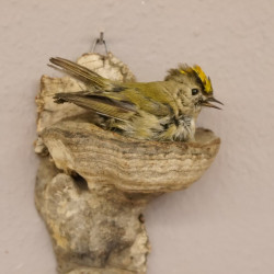 Wintergoldhähnchen Singvogel Vogel Präparat Tierpräparat mit Genehmigung zur Vermarktung
