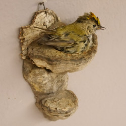 Wintergoldhähnchen Singvogel Vogel Präparat Tierpräparat mit Genehmigung zur Vermarktung