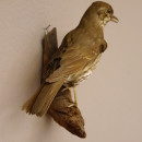 Singdrossel Vogel Pr&auml;parat H&ouml;he 19cm pr&auml;pariert taxidermy Tierpr&auml;parat mit Genehmigung zur Vermarktung