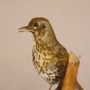 Singdrossel Vogel Pr&auml;parat H&ouml;he 19cm pr&auml;pariert taxidermy Tierpr&auml;parat mit Genehmigung zur Vermarktung