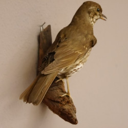 Singdrossel Vogel Präparat Höhe 19cm präpariert taxidermy Tierpräparat mit Genehmigung zur Vermarktung