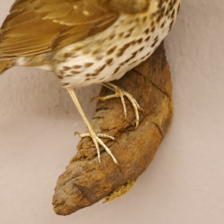 Singdrossel Vogel Präparat Höhe 19cm präpariert taxidermy Tierpräparat mit Genehmigung zur Vermarktung