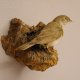 Gartengrasmücke Vogel Präparat Höhe 13cm Tierpräparat Singvogel mit Genehmigung zur Vermarktung