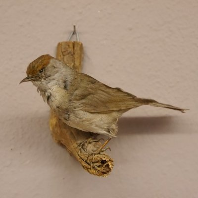 Mönchsgrasmücke Vogel Präparat Höhe 12cm Tierpräparat Singvogel mit Genehmigung zur Vermarktung
