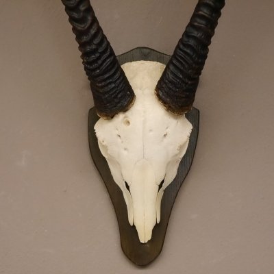 Oryx (Oryx gazella) Antilope Spie&szlig;bock Afrika Sch&auml;deltroph&auml;e Hornl&auml;nge 90 cm auf Troph&auml;enschild