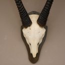Oryx (Oryx gazella) Antilope Spießbock Afrika Schädeltrophäe Hornlänge 90 cm auf Trophäenschild