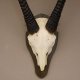 Oryx (Oryx gazella) Antilope Spießbock Afrika Schädeltrophäe Hornlänge 90 cm auf Trophäenschild