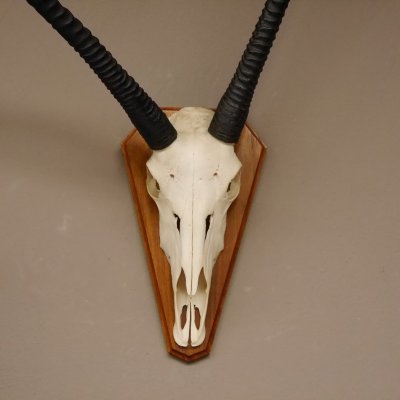 abnorme Oryx (Oryx gazella) Antilope Spie&szlig;bock Afrika Sch&auml;deltroph&auml;e Hornl&auml;nge 84 cm auf Troph&auml;enschild