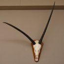 abnorme Oryx (Oryx gazella) Antilope Spie&szlig;bock Afrika Sch&auml;deltroph&auml;e Hornl&auml;nge 84 cm auf Troph&auml;enschild