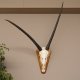 abnorme Oryx (Oryx gazella) Antilope Spießbock Afrika Schädeltrophäe Hornlänge 84 cm auf Trophäenschild