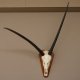 abnorme Oryx (Oryx gazella) Antilope Spießbock Afrika Schädeltrophäe Hornlänge 84 cm auf Trophäenschild