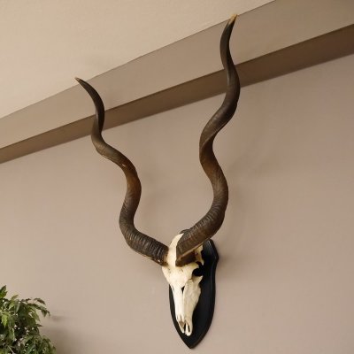 Kudu Antilope Sch&auml;deltroph&auml;e Sch&auml;del Afrika  Troph&auml;e Hornl&auml;nge 131 cm Deko auf Troph&auml;enschild