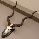 Kudu Antilope Schädeltrophäe Schädel Afrika  Trophäe Hornlänge 131 cm Deko auf Trophäenschild