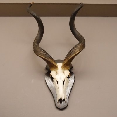 Kudu Antilope Sch&auml;deltroph&auml;e Sch&auml;del Afrika  Troph&auml;e Hornl&auml;nge 107 cm Deko auf Troph&auml;enschild